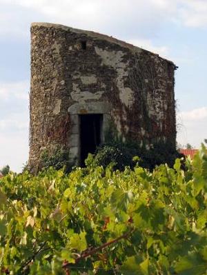 Chavagnes en Paillers - Ancien moulin dans les vignes